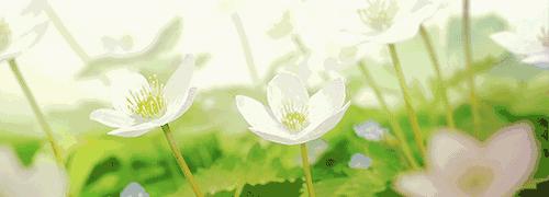 灵芝红茶红石榴,灵芝红茶蒲公英