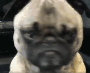 魔性的八哥,有超能力的巴哥