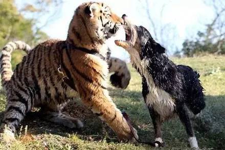 这只边牧让泰迪吓得不敢过来了,边牧犬有多酷