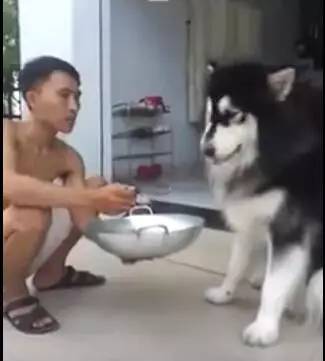 狗狗生病不爱吃饭,狗主人拿来食物,这个喂法也是没谁了