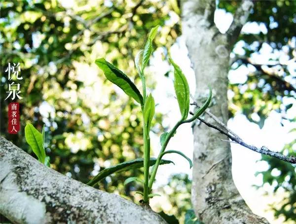 怎么区分铁观音的春茶秋茶夏茶,日照绿茶春茶夏茶和秋茶的区别