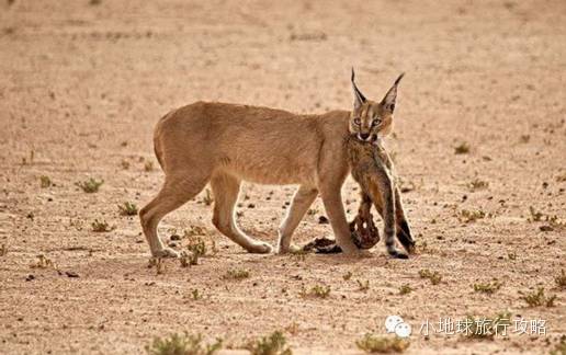 可能是最全的,肯尼亚坦桑尼亚动物百科。小地球耗时一周整理!