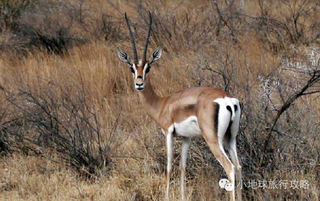 可能是最全的,肯尼亚坦桑尼亚动物百科。小地球耗时一周整理!