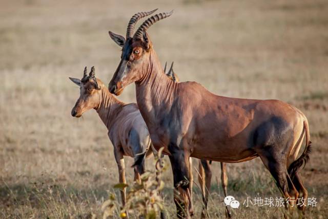 可能是最全的,肯尼亚坦桑尼亚动物百科。小地球耗时一周整理!
