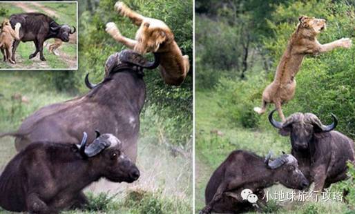 可能是最全的,肯尼亚坦桑尼亚动物百科。小地球耗时一周整理!