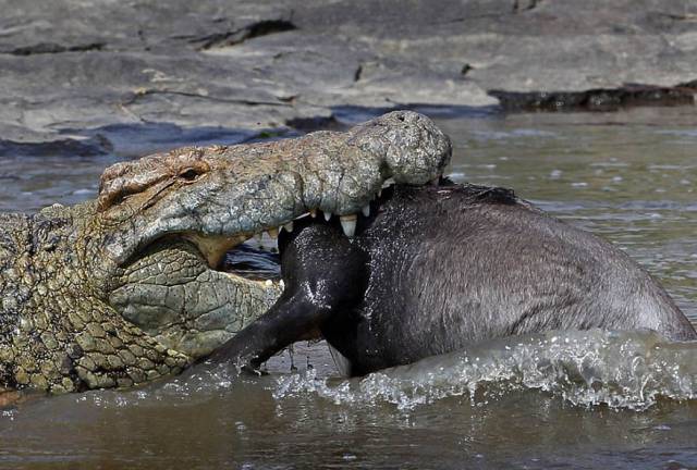 可能是最全的,肯尼亚坦桑尼亚动物百科。小地球耗时一周整理!