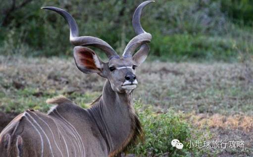 可能是最全的,肯尼亚坦桑尼亚动物百科。小地球耗时一周整理!