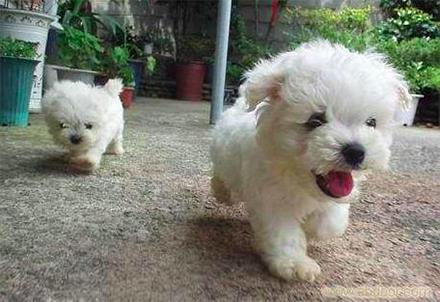 元宵节，谁是你心中的“小汤圆”？