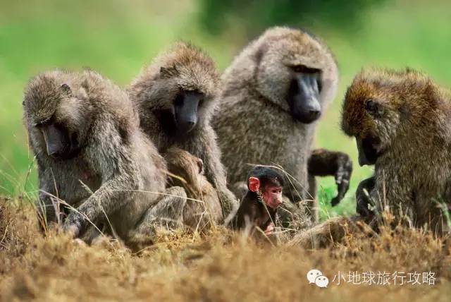 可能是最全的,肯尼亚坦桑尼亚动物百科。小地球耗时一周整理!