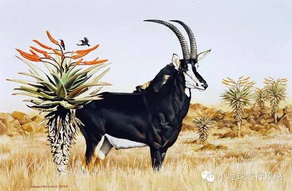 可能是最全的,肯尼亚坦桑尼亚动物百科。小地球耗时一周整理!