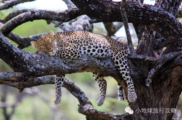 可能是最全的,肯尼亚坦桑尼亚动物百科。小地球耗时一周整理!