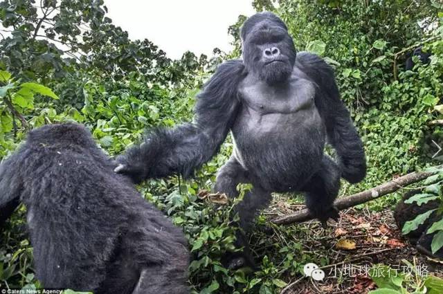 可能是最全的,肯尼亚坦桑尼亚动物百科。小地球耗时一周整理!