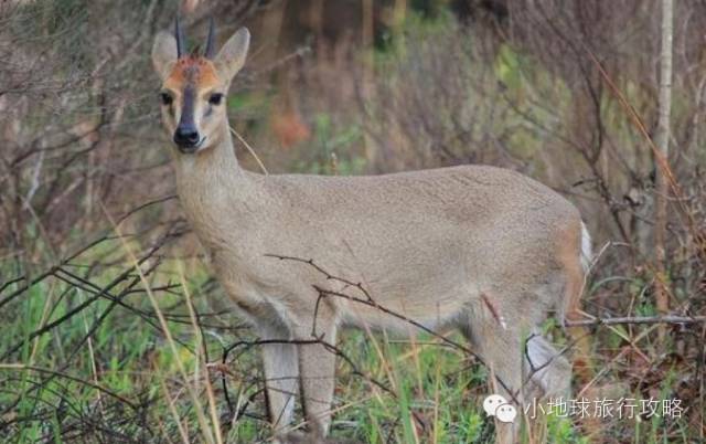 可能是最全的,肯尼亚坦桑尼亚动物百科。小地球耗时一周整理!