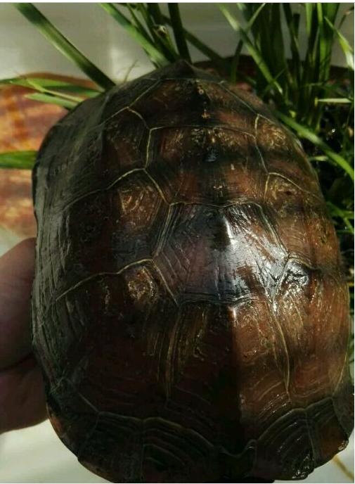 中华草龟和野生草龟的区别,草龟跟中华草龟有什么区别