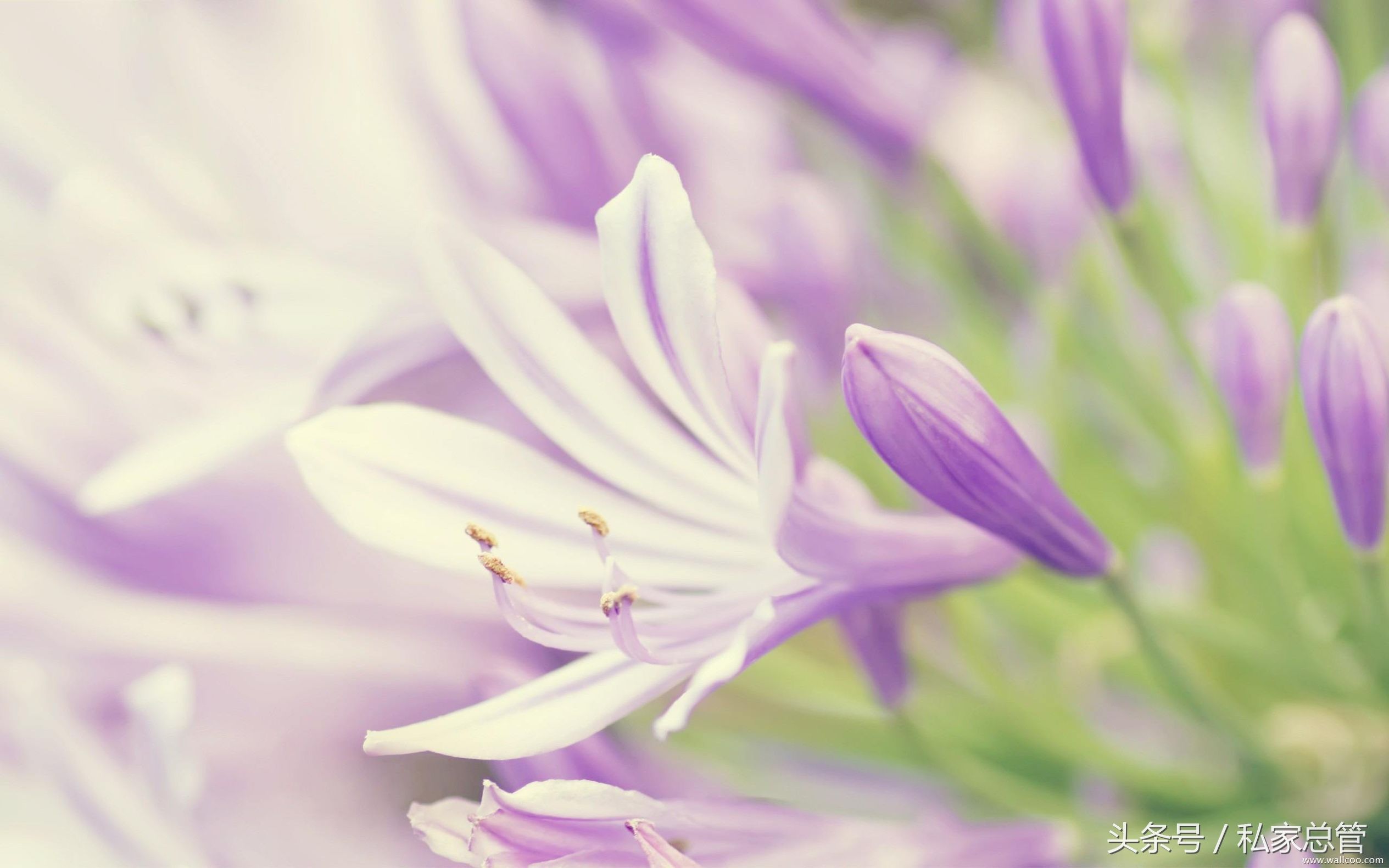 哀大莫过于心死，心死莫过于一笑失望到一定程度后，反而会开出一朵花来，那朵花的名字叫，无所谓