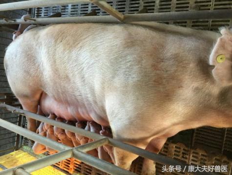 反常有解：母猪生的第一头和中间一头小猪为啥小？