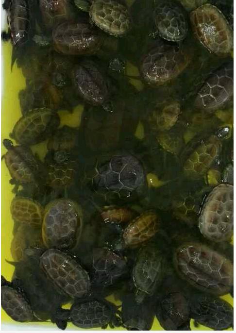 中华草龟和野生草龟的区别,草龟跟中华草龟有什么区别