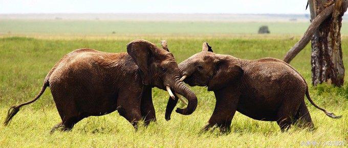 小众旅游地探索攻略,坦桑尼亚游猎攻略