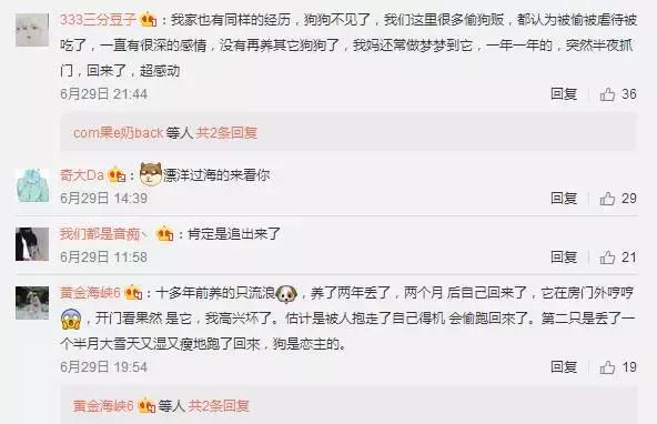 狗狗记忆力揭秘,狗狗有哪些神奇的记忆