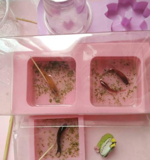 喜爱的金鱼死了怎么办？不如做成标本收藏起来