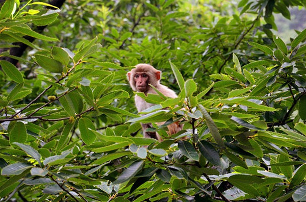山西阳城蟒河猕猴自然保护区,阳城猴是谁