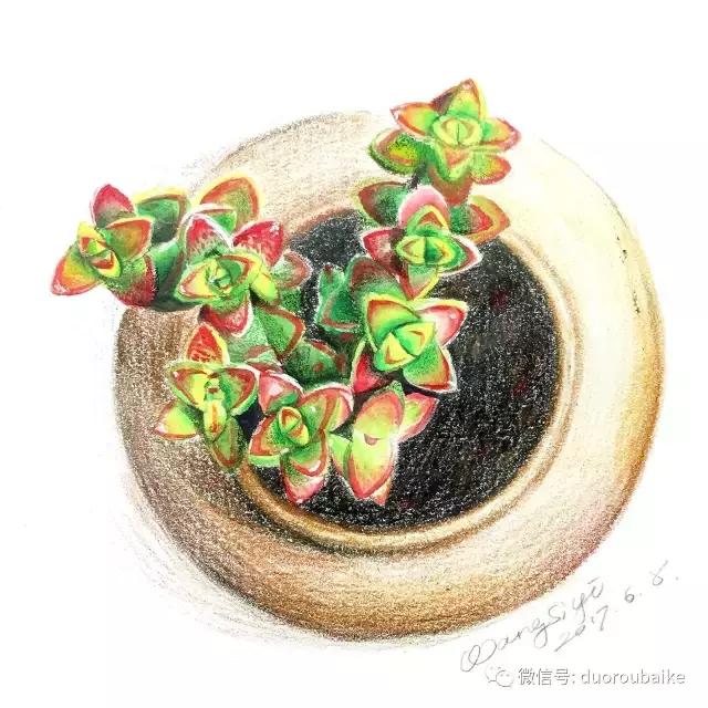 寻找最美中国绘画作品,寻找中国最美多肉手绘