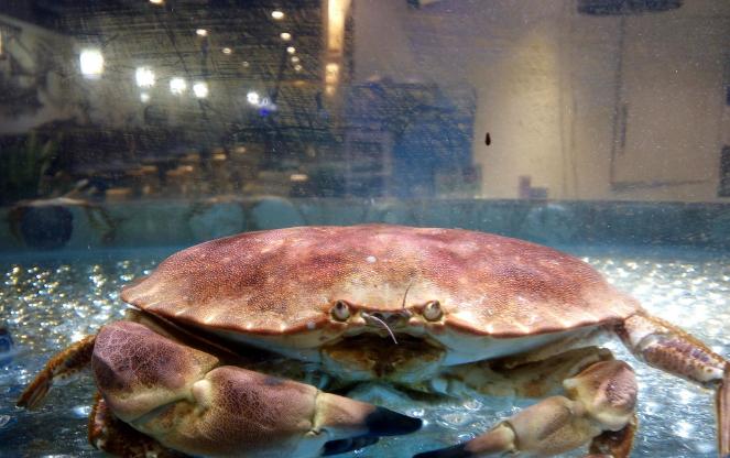 养殖最赚钱最好养的动物,1万元养殖什么动物好