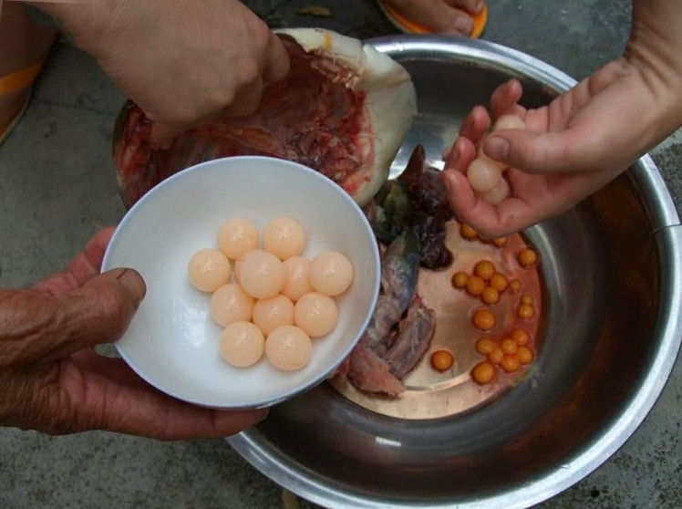 捕鱼技巧矿泉水瓶,爸爸捕鱼记