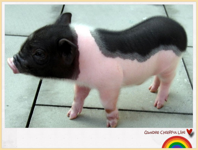 茶杯猪宠物多少钱一只,英国茶杯猪多少钱