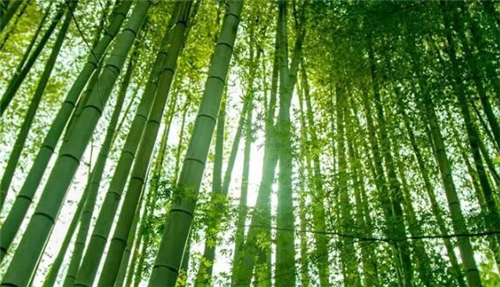 远离市区20公里住在月租600元的房子里，却可以在屋前看麦田，屋后看竹林，自给自足的生活是这样啊~