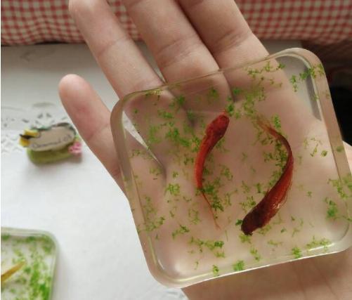 喜爱的金鱼死了怎么办？不如做成标本收藏起来