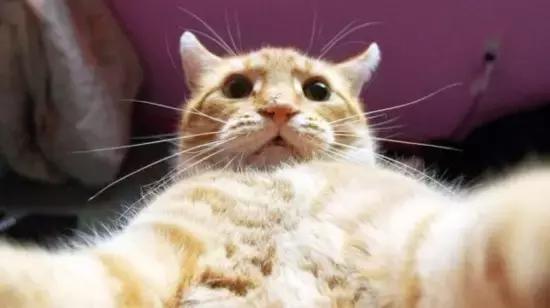 云养猫真的有人爱猫吗,云养猫最近的新闻