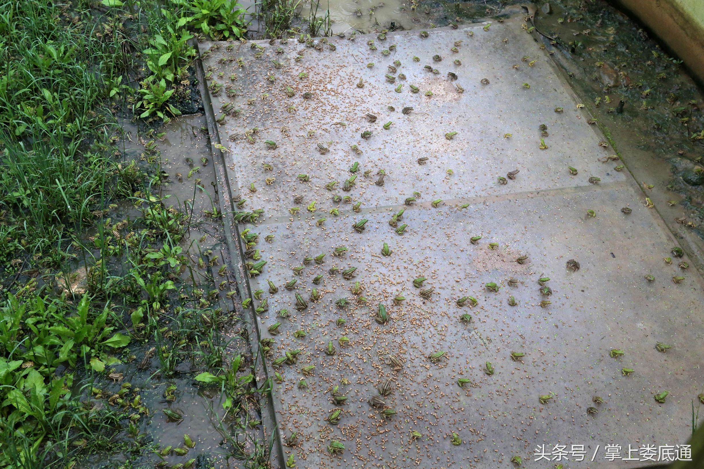 湖南郴州青蛙养殖,湖南青腾青蛙养殖