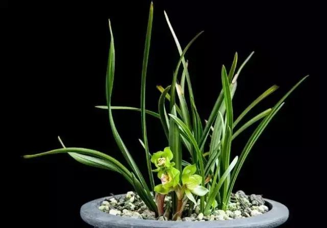 小叶女贞盆景值得买吗,小叶紫檀盆景掉叶该怎么养