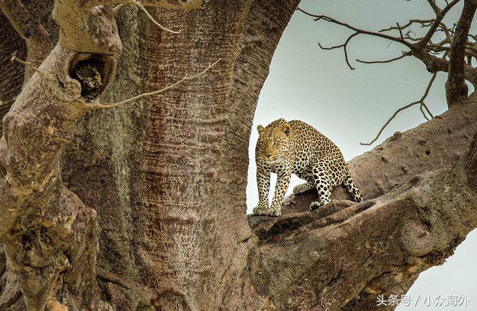 小众旅游地探索攻略,坦桑尼亚游猎攻略