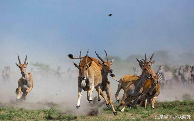 小众旅游地探索攻略,坦桑尼亚游猎攻略