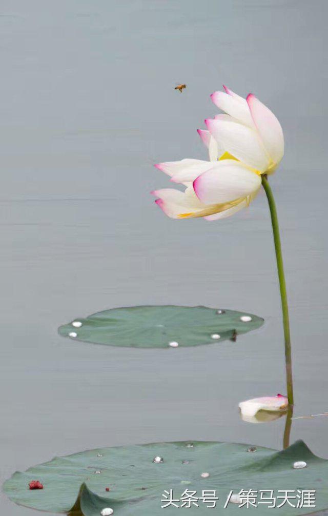 君子如荷出淤泥而不染图片,荷出淤泥而不染的隶书