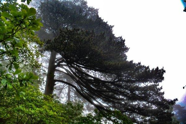 黄山四绝之一奇松介绍,黄山的四绝分别是奇松怪石