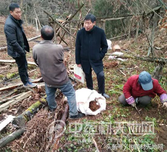 黄连市场行情报告 (全国黄连市场总需求量)
