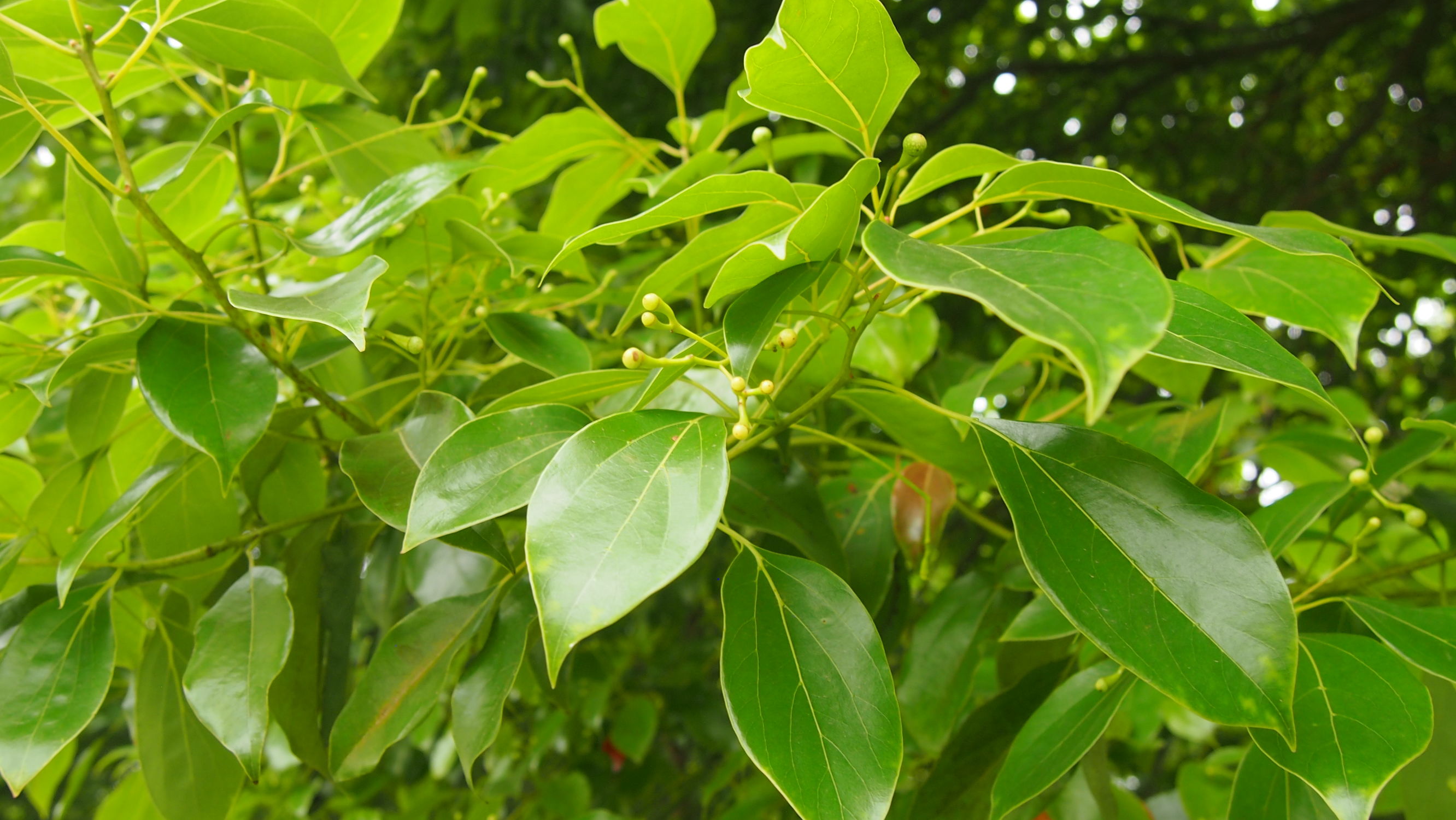 樟名字解读,樟字名字含义