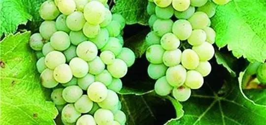 智利长相思葡萄酒,蓬莱长相思葡萄酒