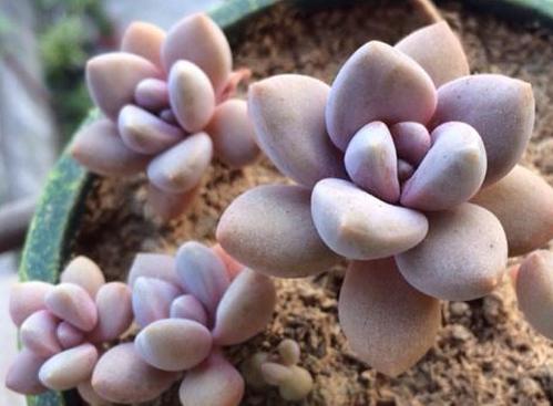 多肉除甲醛最有效的方法,多肉除甲醛最好的方法