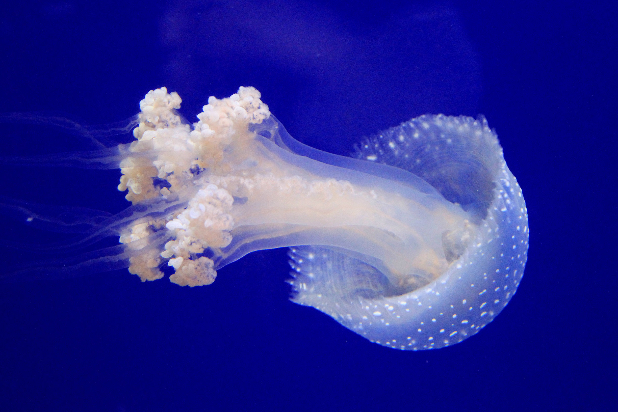 被水母蜇了怎么办小妙招,水母蜇人后抹什么药膏