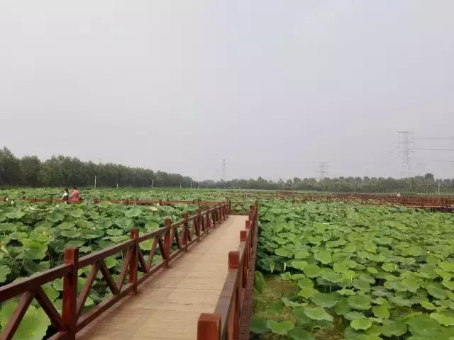 香河一日游看荷花,周边自驾游荷花