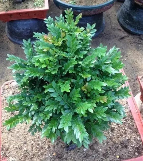 小叶女贞盆景值得买吗,小叶紫檀盆景掉叶该怎么养