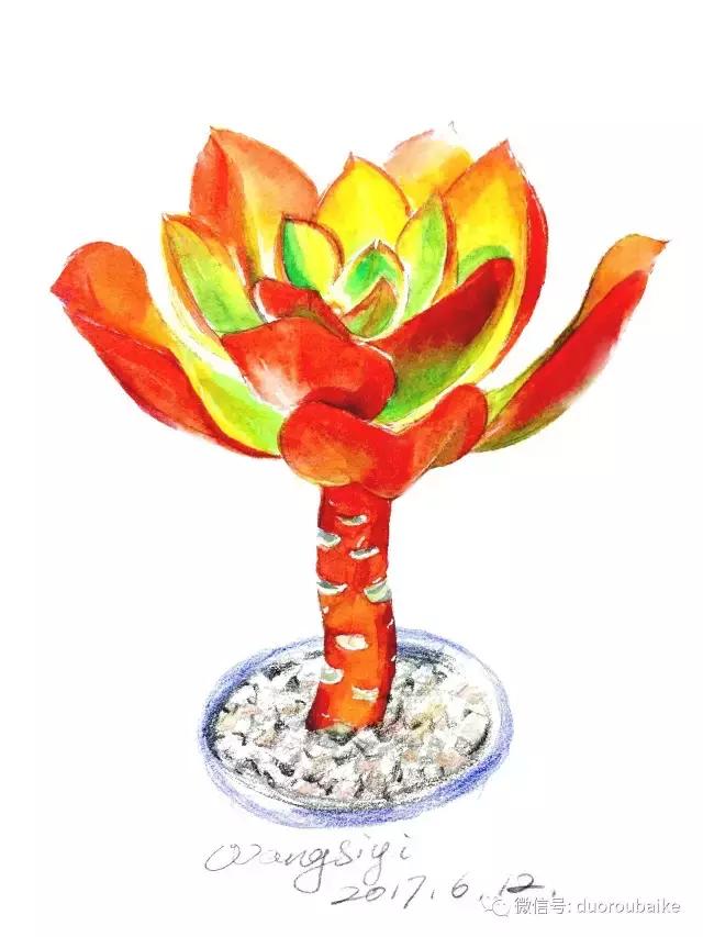 寻找最美中国绘画作品,寻找中国最美多肉手绘