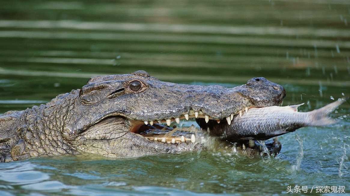 咬合力最强的动物鳄鱼,鳄鱼系列上咬合力最强的动物