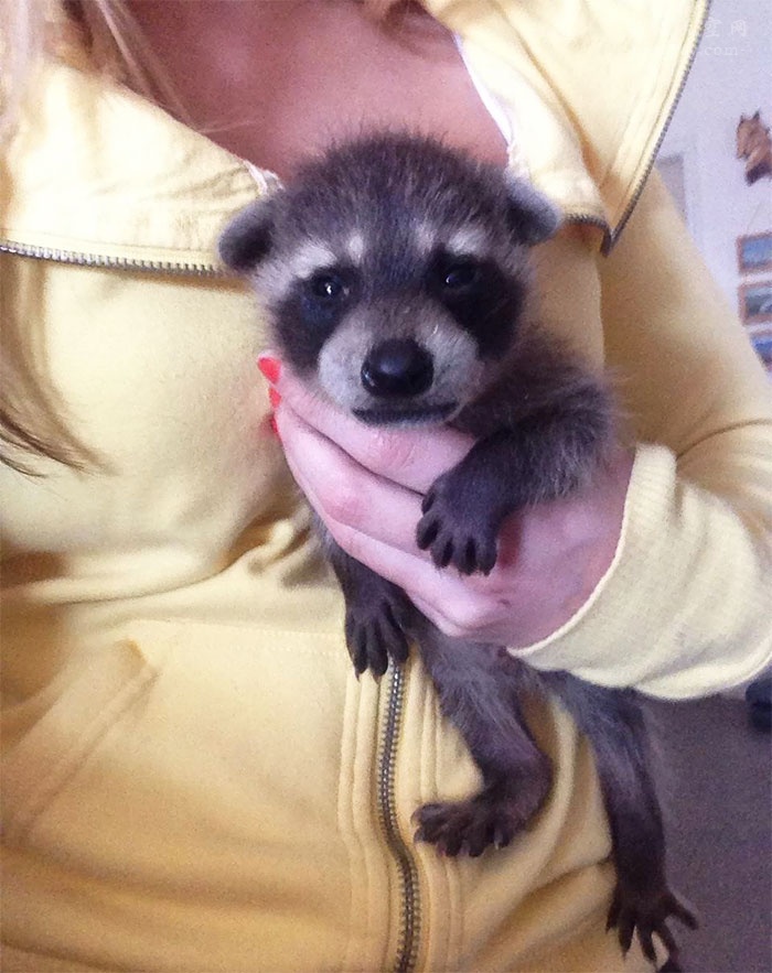 养一只浣熊,养浣熊的照片日常