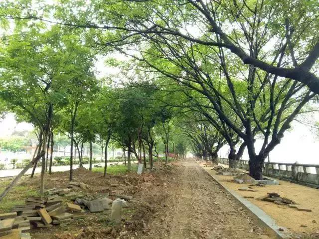 城事|新公园要来了!打造市桥河“一河两岸”生态景观!为番禺街坊增添散步、运动好去处!