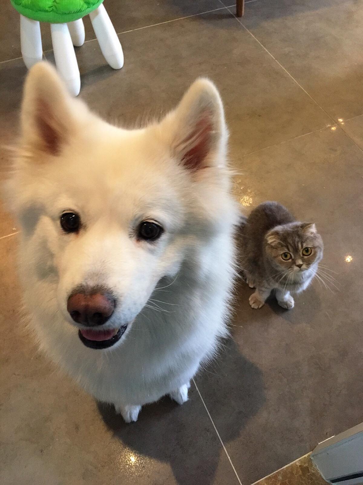 配种技术及注意事项,拉布拉多配种技术及注意事项